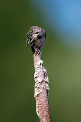 Young wite wagtail on bullrush