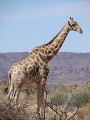Giraffes in Augrabies NP