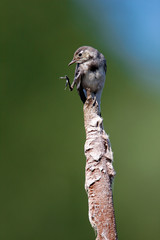 Young wite wagtail on bullrush