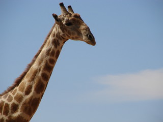 Giraffes in Augrabies NP