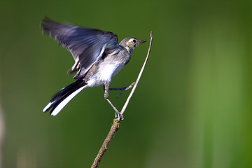 Young wite wagtail on bullrush