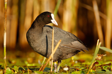 The Eurasian coot on the nest in from Crna Mlaka