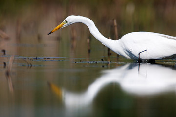 The great egret from Crna Mlaka in a shallow wetland
