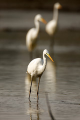 The great egret from Crna Mlaka in a shallow wetland