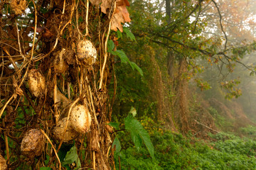 The oak forest in autumn of Crna Mlaka