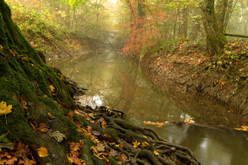 The stream in oak forest in autumn of Crna Mlaka