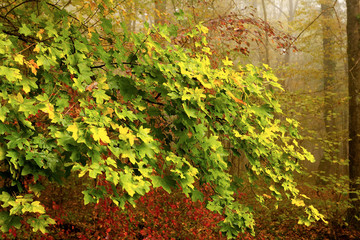 The oak forest in autumn of Crna Mlaka