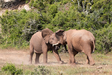 elephant fighting
