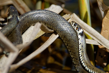 Mating of grass snake from Crna Mlaka