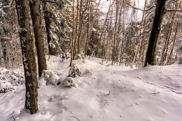 Śnieżny las - obrazy, fototapety, plakaty