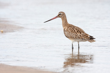 Snubber bar tails (Limosa lapponica) looking for food in the water
