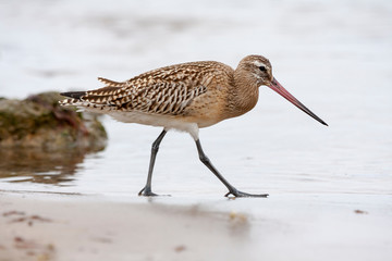 Snubber bar tails (Limosa lapponica) looking for food in the water