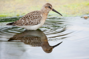 Curlew sandpiper (Calidris ferruginea) looking for food in the water