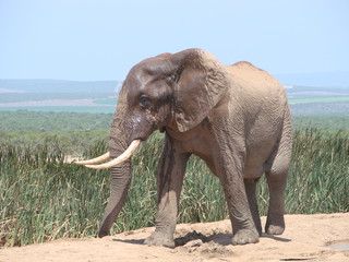 Elephant after shower in Addo Elephant NP