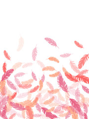 Detailed majestic feather on white design.