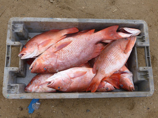 poisson frais