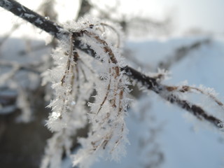 Tree branches frozen in the ice. Frozen tree branch in winter forest. Branch covered with snow