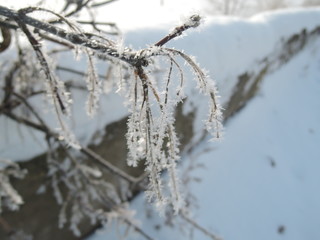 Tree branches frozen in the ice. Frozen tree branch in winter forest. Branch covered with snow