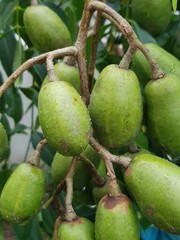 Ambarella fruit (Spondias dulcis) also known as 'kedondong' in Malay
