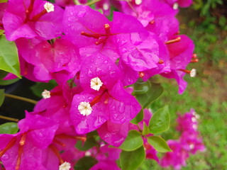 Bougainvillea pink flower in the garden