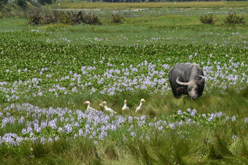 Water Buffalo in water hyacinth, vietnam