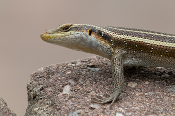 lizard close