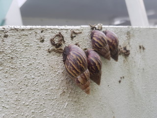 Group of snails climbing a concrete wall fence