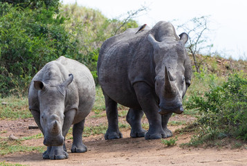 Fototapeta premium rhino mother and baby