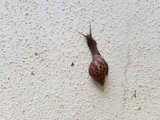 Snail climbing up a white concrete wall