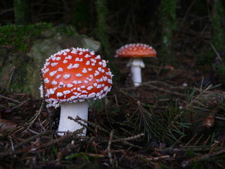 Fliegenpilze im Wald