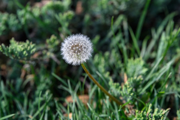 Close up of a dandelion flower puff in a spring garden on green blurred background, soft focus