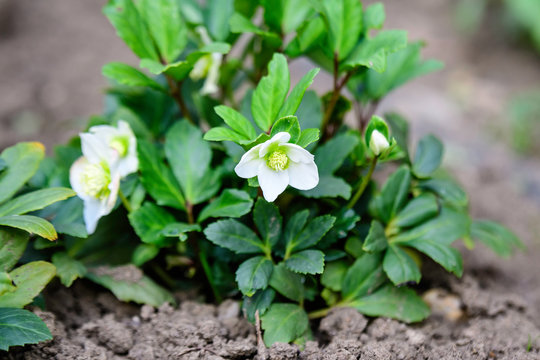 Close up of fresh white flowers of Hellebore plant, commonly known as winter rose, Christmas or Lenten rose, in a garden in a sunny spring day, photographed with soft focus