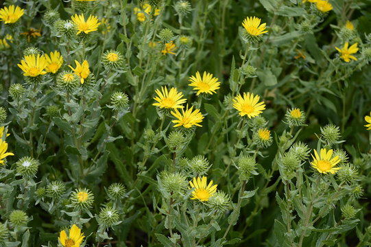 Closeup Grindelia squarrosa know as curlycup gumweed with blurred background in summer garden