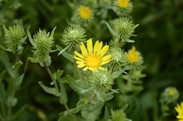 Closeup Grindelia squarrosa know as curlycup gumweed with blurred background in summer garden