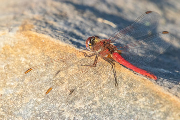 dragonfly red