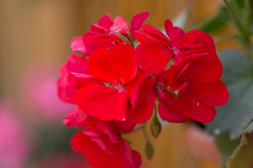 Pelargonia czerwona, kwiaty makro