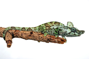 Strange-horned chameleon / Einhornchamäleon (Kinyongia xenorhina) © bennytrapp