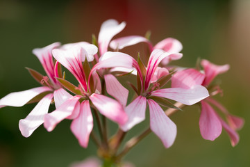 Geranium, bodziszek, pelargonia kwiaty makro © Joanna