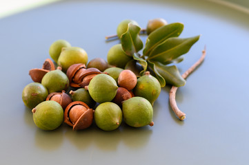 Group of ripe macamadia nuts in green and brown shell and leaves of macadamia tree