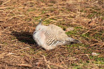Crested Pigeon from profile sitting on a dry grass in Prague zoo. (OCYPHAPS LOPHOTES)