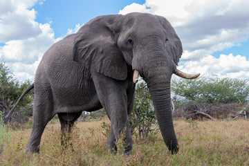 Fototapeta na wymiar African Elephant - Botswana - Africa.