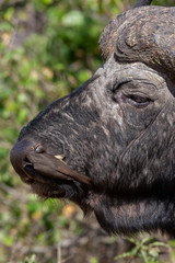 Fototapeta premium Red-billed oxpecker on a Buffalo - Botswana - Africa