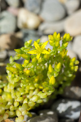 Closeup of goldmoss stonecrop flowers and buds (Sedum acre)