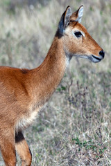 Young female Puku antelope - Botswana - Africa