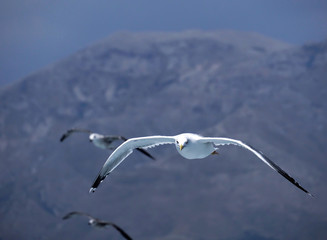 Seagulls flying and hovering in the sky
