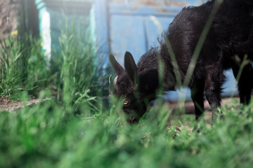 Portrait through plants of black baby goat grazing green grass outdoors.