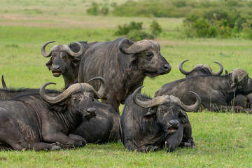 Obraz premium Wild african Buffalos grasing in Masai Mara