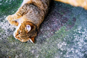 Red cat in the garden on the nature. Egyptian Mau. A series of relaxing shots 2 Treatment for cats, veterinary medicine