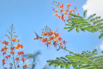 Hummingbird flying and drinking from blooming flowers on blue sky, Guatemala