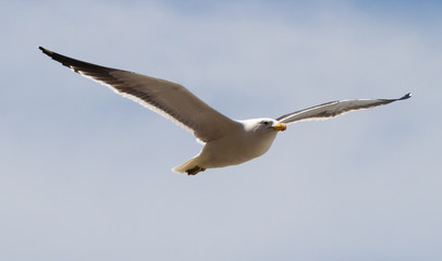 seagull flying